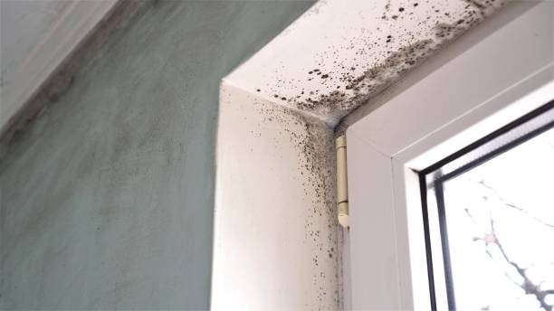 Best Commercial Mold Removal  in Curwensville, PA
