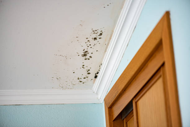 Best Affordable Mold Removal  in Curwensville, PA
