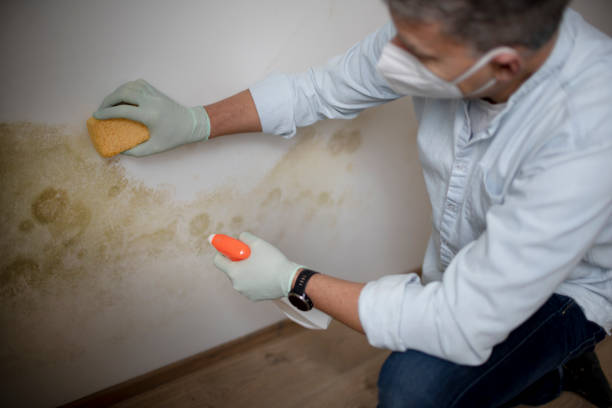 Home Mold Removal in Curwensville, PA