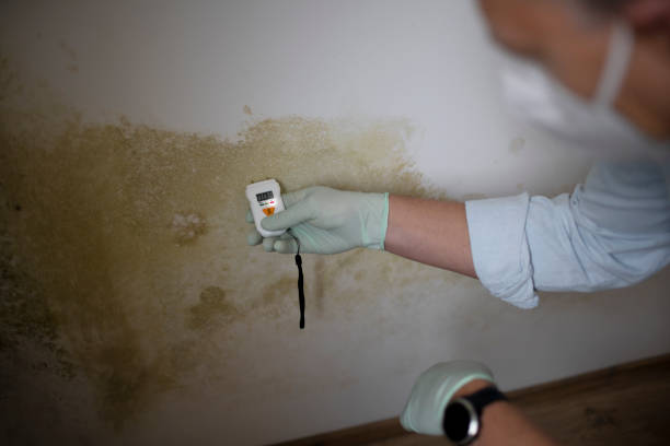 Best Residential Mold Removal  in Curwensville, PA
