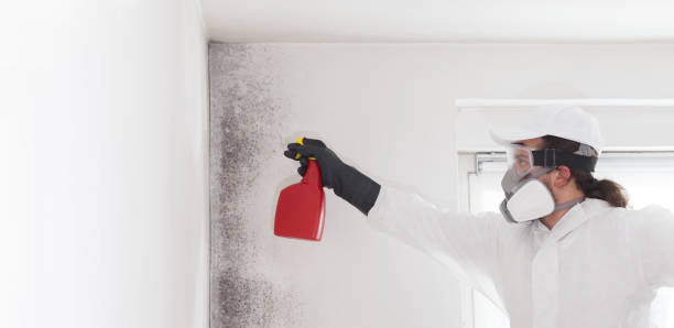 Best Best Mold Removal Companies  in Curwensville, PA