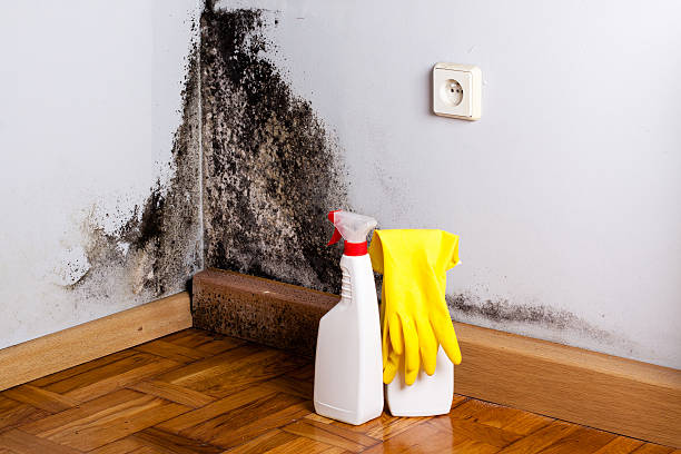Best Black Mold Removal  in Curwensville, PA