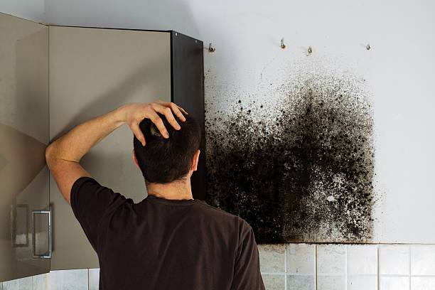 Best Attic Mold Removal  in Curwensville, PA