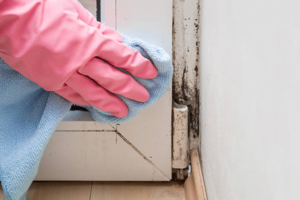 Best Mold Remediation Experts  in Curwensville, PA