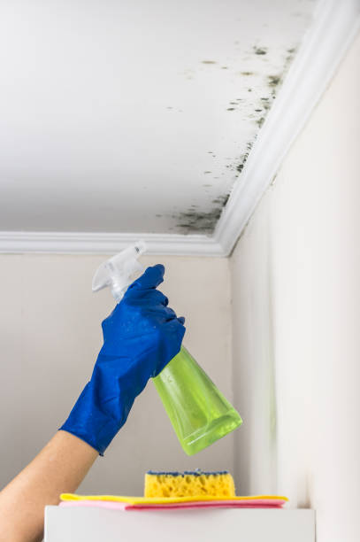 Best Toxic Mold Removal  in Curwensville, PA